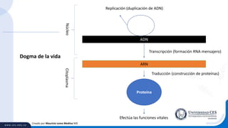 Creado por Mauricio Lema Medina MD
ADN
ARN
Proteína
Replicación (duplicación de ADN)
Transcripción (formación RNA mensajero)
Traducción (construcción de proteínas)
Efectúa las funciones vitales
Dogma de la vida
NúcleoCitoplasma
 