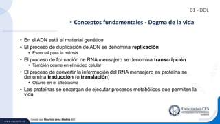 01 - DOL
• En el ADN está el material genético
• El proceso de duplicación de ADN se denomina replicación
• Esencial para la mitosis
• El proceso de formación de RNA mensajero se denomina transcripción
• También ocurre en el núcleo celular
• El proceso de convertir la información del RNA mensajero en proteína se
denomina traducción (o translación)
• Ocurre en el citoplasma
• Las proteínas se encargan de ejecutar procesos metabólicos que permiten la
vida
• Conceptos fundamentales - Dogma de la vida
Creado por Mauricio Lema Medina MD
 