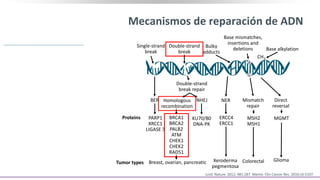 Mecanismos de reparación de ADN
Lord. Nature. 2012; 481:287. Martin. Clin Cancer Res. 2010;16:5107.
Single-strand
break
Double-strand
break
Bulky
adducts
Base mismatches,
insertions and
deletions Base alkylation
CH3
A
Double-strand
break repair
BER
PARP1
XRCC1
LIGASE 3
Proteins
Homologous
recombination
NHEJ
KU70/80
DNA-PK
BRCA1
BRCA2
PALB2
ATM
CHEK1
CHEK2
RAD51
Tumor types Breast, ovarian, pancreatic
NER
ERCC4
ERCC1
Xeroderma
pegmentosa
Mismatch
repair
MSH2
MSH1
Colorectal
G
Direct
reversal
MGMT
Glioma
 