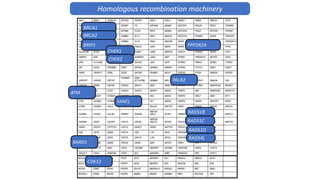 BRCA1
Homologous recombination machinery
BRCA2
ATM
BARD1
BRIP1
CDK12
CHEK1
CHEK2
FANCL
PALB2
PPP2R2A
RAD51B
RAD51C
RAD51D
RAD54L
 