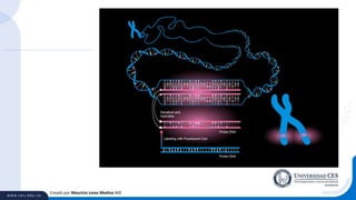 Creado por Mauricio Lema Medina MD
 