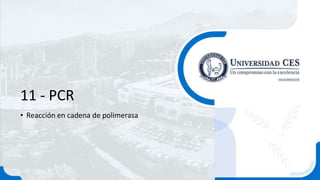 11 - PCR
• Reacción en cadena de polimerasa
 