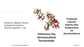 Creado por Mauricio Lema Medina MD
Polimerasa Taq
(termoacuática)
Termoestable
wikipedia.com
Aislada en 1968 por Thomas
D. Brook de la bacteria
Thermus aquaticus - T-aq
Propiedad
especial:
Soporta altas
temperaturas
sin
desnaturalizarse
 