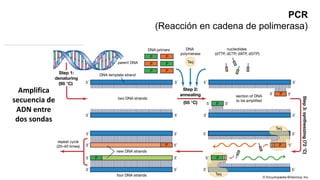 PCR
(Reacción en cadena de polimerasa)
Amplifica
secuencia de
ADN entre
dos sondas
 
