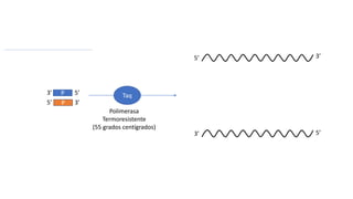 5’ 3’
3’ 5’
P
P
3’ 5’
5’ 3’
Taq
Polimerasa
Termoresistente
(55 grados centígrados)
 