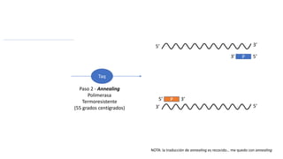 5’ 3’
3’ 5’
P
P
3’ 5’
5’ 3’
Taq
Paso 2 - Annealing
Polimerasa
Termoresistente
(55 grados centígrados)
NOTA: la traducción de annealing es recocido… me quedo con annealing
 