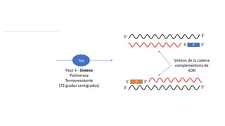 5’ 3’
3’ 5’
P
P
3’ 5’
5’ 3’
Taq
Paso 3 - Síntesis
Polimerasa
Termoresistente
(72 grados centígrados)
Síntesis de la cadena
complementaria de
ADN
 