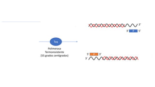 5’ 3’
3’
P
P
3’ 5’
5’ 3’
Taq
Polimerasa
Termoresistente
(55 grados centígrados)
 