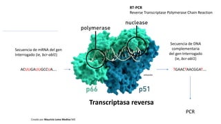 Transcriptasa reversa
Secuencia de mRNA del gen
Interrogado (ie, bcr-abl1)
ACUUGAUUGCCUA…. TGAACTAACGGAT….
Secuencia de DNA
complementaria
del gen Interrogado
(ie, bcr-abl1)
PCR
RT-PCR
Reverse Transcriptase Polymerase Chain Reaction
Creado por Mauricio Lema Medina MD
wikipedia
 