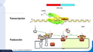 Creado por Mauricio Lema Medina MD
BCR-ABL
RNA Pol II
CTD
TEFb
TFIIF
Transcripción
mRNA
ADN
eIF4H
ORF
eIF4G
60S
PABP
eIF4A
Met-tRNA
40S
eIF1eIF3
eIF1A
Met-tRNA
GTP
eIF4B
eIF4E
Met-tRNA
60S
40S
eIF5B
GDP Ala tRNA
eIF2
Ala tRNA
eEF1A
eEF2
60S
eIF5
S6
GTP
eEF1A
GDPGTP
Traducción
 