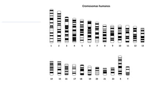1 2 3 4 5 6 7 8 9 10 11 12 13
14 15 16 17 18 19 20 21 22 X Y
Cromosomas humanos
 