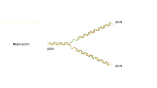Replicación
ADN
ADN
ADN
 