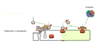 eIF4H
ORF
eIF4G
60S
PABP
eIF4A
Met-tRNA
40S
eIF1eIF3
eIF1A
Met-tRNA
GTP
eIF4B
eIF4E
Met-tRNA
60S
40S
eIF5B
GDP Ala tRNA
eIF2
Ala tRNA
eEF1A
eEF2
60S
eIF5
S6
GTP
eEF1A
GDPGTP
Traducción o translación
Proteína
 
