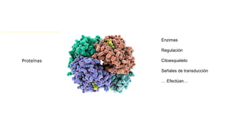 Proteínas
Enzimas
Regulación
Citoesqueleto
Señales de transducción
… Efectúan…
 