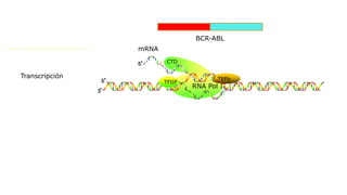 BCR-ABL
RNA Pol II
CTD
TEFb
TFIIF
Transcripción
mRNA
 