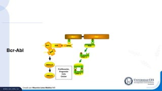 Creado por Mauricio Lema Medina MD
Bcr-Abl
Bcr Abl
Proliferación,
Progresión
Ciclo
Celular
Hck
pY699
STAT 5
pY699
pY699
STAT 5
SOS
PPRAS
MEK1/2
ERK1/2
 