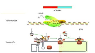 BCR-ABL
RNA Pol II
CTD
TEFb
TFIIF
Transcripción
mRNA
ADN
eIF4H
ORF
eIF4G
60S
PABP
eIF4A
Met-tRNA
40S
eIF1eIF3
eIF1A
Met-tRNA
GTP
eIF4B
eIF4E
Met-tRNA
60S
40S
eIF5B
GDP Ala tRNA
eIF2
Ala tRNA
eEF1A
eEF2
60S
eIF5
S6
GTP
eEF1A
GDPGTP
Traducción
 