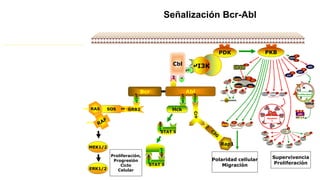 Señalización Bcr-Abl
PDK
Bcr Abl
Supervivencia
Proliferación
Proliferación,
Progresión
Ciclo
Celular
Polaridad cellular
Migración
Hck
pY699
STAT 5
pY699
pY699
STAT 5
Cbl
Rap1
SOS
PPRAS
MEK1/2
ERK1/2
-Catenin
eIF2B
P
P
APC
P
GSK-3
S9
CRMP-2
P
Gli
P
GS
P
hPrune
P
MAP1B
P
eIF4B 4EBP1
P
S6
p70S6K
P
P
mTORC1
GL
S2448
T2446Raptor
FKBP12
TSC1TSC2
S939
P
p27
HDM2
p53
T157
p21
T145
S166
S186
AAAAA
60
S
40S
Bad
PCas 9
P
XIAP
P
Zyxin
S142
GirdinACAP1
P P
Erk 1/2
P
G1
S
G2
M
Proliferation
Cyclin D1
CDK4/6
E2F 1-3
pRb
PP P
P
Cas
9
Cas
9
Cyt
Cyt
Cyt
Cyt
Cyt
Cyt
Cyt
Apoptosi
s
 