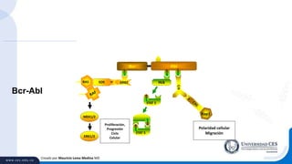 Creado por Mauricio Lema Medina MD
Bcr-Abl
Bcr Abl
Proliferación,
Progresión
Ciclo
Celular
Polaridad cellular
Migración
Hck
pY699
STAT 5
pY699
pY699
STAT 5
Rap1
SOS
PPRAS
MEK1/2
ERK1/2
 
