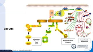 Creado por Mauricio Lema Medina MD
Bcr-Abl
PDK
Bcr Abl
Supervivencia
Proliferación
Proliferación,
Progresión
Ciclo
Celular
Polaridad cellular
Migración
Hck
pY699
STAT 5
pY699
pY699
STAT 5
Cbl
Rap1
SOS
PPRAS
MEK1/2
ERK1/2
-Catenin
eIF2B
P
P
APC
P
GSK-3
S9
CRMP-2
P
Gli
P
GS
P
hPrune
P
MAP1B
P
eIF4B 4EBP1
P
S6
p70S6K
P
P
mTORC1
GL
S2448
T2446Raptor
FKBP12
TSC1 TSC2
S939
P
p27
HDM2
p53
T157
p21
T145
S166
S186
AAAAA
60S
40S
Bad
PCas 9
P
XIAP
P
Zyxin
S142
GirdinACAP1
P P
Erk 1/2
P
G1
S
G2
M
Proliferation
Cyclin D1
CDK4/6
E2F 1-3
pRb
PP P
P
Cas
9
Cas
9
Cyt
Cyt
Cyt
Cyt
Cyt
Cyt
Cyt
Apoptosis
 