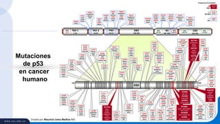 Creado por Mauricio Lema Medina MD
DBD
100-300
TAD 1
1-43
4D
307-355
PRD
40-92
CRD
356-393
TAD 2
44-60
NES
11-27
NLS
369-375
NLS
379-384
DBD
300100
E285K
ureter,
bladder,
eyes
E285ins
palate
R283P
gum
R283del
bones
NES
340-351
R342X
peritoneum,
kidney
R342L
nerves
R337C
peritoneum,
kidney,
bones
Q331X
pharynx
Q331ins
bones
Q317X
colon,
tonge,
pharynx
K305X
sinuses,
mouth
K305R
lips
P301del
adrenal
gland
NLS
303-323
P89del
head&neck,
larynx
P89S
bladder
A84G
lips,
pharynx
A84V
mouth,
brain
E68X
liver
E68G
kidney
A76del
nasal
cavity,
pharynx
W53X
head&neck
pharynx,
brain
P47L
nasal
cavity,
bonesS46del
bones
R175H
colon
G154V
mouth
S46del
bones
W91X
head&neck,
soft tissue,
bladder
W91C
bladder
K132R
respitatory
system,
palate
K132N
kidney
C135Y
neuronal
C135F
neuronal,
eyes,
sinuses
A138del
palate,
ovary
A138V
lymph
nodes
W146X
gallbladder,
pharynx,
bones
P151S
endocrine
glands,
tonsils
P151H
palate,
vulva
P152L
gum,
vulva,
tongue
P152S
kidney
G154V
mouth
T155N
palate,
pharynx
R156P
bones
R156H
testis, lips
V157F
thymus,
larynx,
lung
R158H
gallbladder,
lung
R158L
thymus, lung
A159P
thyroid
A161T
spinal cord,
meninges
Y163C
parotid
gland
V173L
vulva,
thyroid
V173M
salivary
glands, lips
R175H
colon,
breast,
stomach,
head&neck,
heart,
respiratory
system
C176F
sinuses,
neuronal
C176Y
testis
P177L
tongue,
skin
H179R
vagina
H179Y
head&neck,
testis
Q192X
ureter,
eyes
H193R
kidney,
uterus
H193L
pyriform
sinus
L194R
uterus,
gum,
lymph
nodes
I195T
uterus,
palate
R196X
tongue,
colon
R213X
tonsils,
bones
R213P
eyes
V216M
peritoneum,
sinuses,
pharynx
V216A
ureter
Y220C
head&neck,
heart,
small intestine
Y234C
tonsils
Y234N
bones,
eyes
Y236C
lips
Y234H
eyes
M237I
palate,
testis,
bones
N239D
gallbladder
N293S
uterus
C238Y
neuronal
S241F
eyes,
lips,
bones
S241C
uterus
C242F
eyes, lips
C242Y
bone
C242S
tonsils
G245S
heart, vulva,
rectum
G245D
tonsils, mouth
G245V
small intestine
M246V
sinuses
M246I
lips
G244S
gallbladder
G244C
kidney
G244D
uterus
R248Q
ureter, small intestine,
heart, uterus
R248W
uterus, tongue, skin
R248L
lung, larynx, tonsils
V272M
small intestine
V272del
testis
R273H
nasopharynx,
ovary,
thyroid
R273C
brain,
prostate,
cervix
R273L
heart,
brain,lung
C275Y
bones
C275F
tongue
P278L
kidney,
lip,
skin
P278S
eyes,
skin
R249S
lung, liver
R249M
lung, palate
R249G
bones, sinuses
D281E
pharynx,
uterus,
tongue
D281H
kidney,
bones,
gum
R282W
stomach,
colon,
esophagus,
head&neck,
tongue,
bones
E286K
neuronal,
skin
Frequency of mutation:
>600
60-600
<60
R280K
ureter,
gallbladder,
bladder
R280T
small intestine,
ureter,
bladder
F270L
gallbladder,
stomach
G266E
ureter
G266R
peritoneum
E258K
ureter, lips,
peritoneum
P250L
colon, tongue,
bones
P250del
bones
Y205C
uterus,
pharynx
Y205H
tonsils
Mutaciones
de p53
en cancer
humano
 