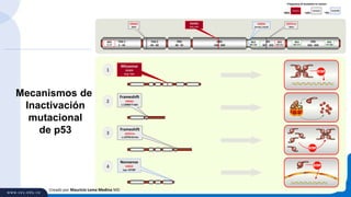 DBD
100 - 300
TAD 1
1 - 43
4D
307 - 355
PRD
40 - 92
CRD
356 - 393
TAD 2
44 - 60
S46del
bone
R249S
lung, liver
NES
11-27
NLS
369-375
NLS
379-384
NES
340-351
NLS
303-323
p53 p53
p53 p53
p53 p53
p53 p53
p53
p53
p53
p53
p53
Q331ins
bone
K305X
sinuses, mouth
1
Missense
R249S
Arg->Ser
p53
Nonsense
K305X
Lys->STOP
Frameshift
Q331ins
c.14754 G>ins
Frameshift
S46del
c.12060 T>del
2
3
4
missense frameshift
Frequency of mutation in cancer:
~80% ~9%
nonsense
~10%
Mecanismos de
Inactivación
mutacional
de p53
Creado por Mauricio Lema Medina MD
 