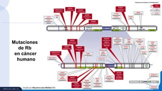 Creado por Mauricio Lema Medina MD
Mutaciones
de Rb
en cáncer
humano
Frequency of mutation in retinoblastoma:
R251X
retinoblastoma
≥ 17
L777del
retinoblastoma
<6
Pocket B
646 - 772
RbN
1 - 399
RbC
773 - 928
Pocket A
379 - 572
Spacer
LxCxE
binding
cleft
E2F1-bsE2F-bs E2F-bs
LxCxE
binding
cleft
E137N
retinoblastoma
6-16
delP>Ex27
retinoblastoma
delEx3>27
retinoblastoma
L199X
skin
IVS6+1G>T
retinoblastoma
R251X
retinoblastoma R255X
retinoblastoma
R320X
retinoblastoma,
neuronal
R358X
retinoblastoma
E137N
retinoblastoma
E137X
retinoblastoma,
intestine
L777del
retinoblastoma
L777ins
retinoblastoma
R787X
retinoblastoma,
oesophagus
S829X
lung
Q846X
retinoblastoma
379 772
R661W
retinoblastoma
R661X
retinoblastoma
R661del
lung
IVS12+1G>A
retinoblastoma
IVS12+1G>T
retinoblastoma
R445X
retinoblastoma
R455X
retinoblastoma,
skin, neuronal
R467X
retinoblastoma,
bone
Y498X
retinoblastoma
W529X
retinoblastoma
W529del
lung
W529ins
retinoblastoma
R552X
retinoblastoma,
lung, neuronal
R556X
retinoblastoma,
neuronal
W563C
retinoblastoma
W563L
retinoblastoma
W563X
retinoblastoma
S567X
lung
S567L
retinoblastoma
S567del
retinoblastoma
Q575del
retinoblastoma
Q575X
retinoblastoma
R579X
retinoblastoma,
neuronal
R579del
retinoblastoma
V654del soft
tissue
V654ins
soft tissue
Q685X
retinoblastoma,
lung, stomach
Q685P
retinoblastoma
I703del
prostate
C706F
lung
C706Y
retinoblastoma
C712R
retinoblastoma
C712del
lung
K715X
prostate
V754G
neuronal
E748X
lung,
retinoblastoma
E748del
retinoblastoma
E748ins
retinoblastoma
IVS19+1G>T
retinoblastoma
 