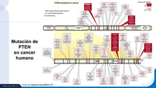 Creado por Mauricio Lema Medina MD
C2D
186 - 351
PIP2bd
1 - 15
C-terminal Tail
352 - 403
PHD
7 - 185
PDZbd
400 – 403
ITKV
PHD
R175H
colon
G154V
mouth
Frequency of mutation:
>50
<50
1857
CD: Cowden Disease
JPS: Juvenile Polyposis Syndrome K289E
CD
H272Y
prostate
H272R
endometrium
S229X
glioblastoma
HCxxGxxR
123-130
HCxxGxxR
123-130
D252Y
glioblastoma
D252G
neuronal
R189X
CD,
glioblastoma
R189del
glioblastoma
Q214X
CD, BRRS
endometrium,
skin,
glioblastoma
R223X
CD, BRRS,
endometrium,
glioblastoma,
ovary, lung
W274X
haematopoietic
&
lymphoid tissue
W274del
endometrium,
neuronal
E299
endometrium,
intestine
D326G
neuronal
D326del
endometrium
R335X
CD, BRRS,
glioblastoma,
endometrium
R335ins
kidney
E7X
endometrium,
neuronal, ovary,
haematopoietic &
lymphoid tissue
R15S
glioblastoma,
R15S neuronal
D24Y
BRRS, ovary,
urinary tract
D24del
glioblastoma
D24N
endometrium
Y27S
glioblastoma
Y27del
endometrium,
skin,
haematopoietic &
lymphoid tissue
M35R
JPS, neuronal
M35V
liver
G36E
neuronal
G36del
prostate
L42R
neuronal
L42P
glioblastoma
H61R
glioblastoma,
lung
H61L
haematopoietic
& lymphoid
tissue
Y65X
glioblastoma,
endometrium
Y65C
intestine
Y68H
CD, BRRS,
endometrium,
glioblastoma,
kidney,
haematopoietic &
lymphoid tissue
K80R
glioblastoma
K80N
glioblastoma
K80E
neuronal
H93Y
CD,
endometrium,
neuronal
H93Q
glioblastoma
I101T
glioblastoma
I101N
prostate
I101M
kidney
C105Y
BRRS,
neuronal
C105R
endometrium
Q110X
CD, BRRS
prostate,
neuronal
Q110ins
neuronal
L112P
CD,
endometrium
L112V
endometrium,
neuronal
L112Q
skin
H123R
CD
H123D
CD
H123Y
endometrium
C124S
endometrium
C124R
CD
G129E
CD
G129R
glioblastoma,
thyroid
R130X
CD, BRRS,
endometrium,
neuronal,
prostate
R130G
endometrium,
ovary,
neuronal
R130Q
endometrium,
neuronal
I135K
glioblastoma
I135V
BRRS,
prostate,
endometrium
C136F
glioblastoma,
endometrium,
meninges
C136Y
CD, breast
L139X
CD, skin,
endometrium
L139F
neuronal
R142W
glioblastoma,
endometrium,
cervix
R142Q
thyroid,
ovary
A151T
endometrium
A151D
thyroid
G165R
glioblastoma
G165E
CD
T167P
breast
T167A
skin
S170R
BRRS
S170I
neuronal
Q171X
glioblastoma,
ovary
Q171P
glioblastoma
Q171H
glioblastoma
Y174N
prostate
Y174X
bone
R173H
glioblastoma,
endometrium
R173C
glioblastoma,
endometrium
PTEN mutations in cancer
BRRS: Bannayan-Riley-Ruvalcaba Syndrome
Mutación de
PTEN
en cancer
humano
 