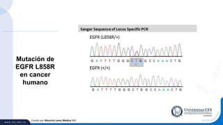 Creado por Mauricio Lema Medina MD
Mutación de
EGFR L858R
en cancer
humano
 
