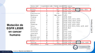 Creado por Mauricio Lema Medina MD
Mutación de
EGFR L858R
en cancer
humano
CambiodeTporG
 