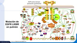 Creado por Mauricio Lema Medina MD
Mutación de
EGFR L858R
en pulmón
p27
E2F 1-3
KSR
CR1GF
L1
L2
CR2
CR1
Y845
Kinase
Y1173
Y1086
Y891
Y992
Y1148
Y1045
Y920
Y1068
L1
L2
CR2
Y845
Kinase
Y1173
Y1086
Y891
Y992
Y1148
Y1045
Y920
Y1068
GFCR1
PI3K
PDK
aPKC
AP-1 AP-1
STAT 3
P
STAT 3
P
PP
Grb2
SOS
Ras
SHC
Src STAT 3
P
STAT 3
P
STAT 3
P
p70S6K
P
P
SRFElk Ets
P
TCFCRE NFkBCRE
PP
NFkB
P P
MEK1/2
ERK1/2S217 S221
T202
Raf1
S338
Y341
14-3-3
GSK-3
-Catenin
S9
Glycogen
syntahse
CRMP-2
WNK-1
P
P
P
P
APC
P
MAP1B
P
PKB
T308 S473
Bad
P
Cas 9
P
XIAP
P
P
PFK-2
ATP-citrate
lyase
PKC
P
PKC
P
PKC
P
PLC1
p90Rsk
MEKK2
JNK1/2
MKK7
MKK4
PP
Grb2
SOS
Rac/Rho
PP
DAG
IP3
PKC
RKIP
S153 I-1
P
PP1
MARCKS
Ca
Ca
Ca Ca
Ca
Ca
Ca
Ca
Ca
CaM
CamKIICaM MLCKCaM
P
DAPKCaM
P
P
Fascin
P
P
S129
Bcl-2
G1
S
G2
M
mTOR
P
Raptor
GL FKBP12
4EBP1
P
S6
p70S6K
P
P
AAAAA
60S
40S
PTEN
P
P
Cot
P
FOXO1
Foxa2
P
P
P
C-Myc
E2F 1-3
ATM
Cyclin D1
CDK4/6
pRb
HDM2
P
p53
P
GRK5CaM
FOXO1
P
P
P
P
EGFR activo siempre
(activación constitutiva)
 