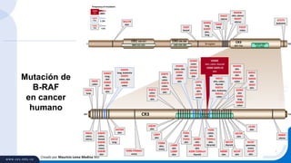 Creado por Mauricio Lema Medina MD
7651
CR3
457-714
Active site
577-622
CR3 Active site
577-622
714457
CR2 236-283CR1 156-227
RBD 151-231 CRD 239-285 N-region
V459L
lung
N486-P490del
ovary
M117R
skin
V600E
skin
V459L
lung
L597V
lung
Frequency of mutation:
≥80%
<1%
1-2%
P453T
colon
R444W
skin, uterus
R444T
uterus
T440P
lung
R443T
uterus
K439Q
lung
K439T
skin,
lung
I326T
breast
A727V
leukemia
R462I
colon,
uterus
I463S
colon
G464V
colon,
breast
G464E
colon,
ovary
G464R
skin
G466V
lung,
skin
G466E
skin
G466R
skin
G469A
lung, leukemia
G469V
colon, skin
G469E
colon
V471F
lung
K475M
skin
L588R
skin
L588P
skin
D587E
skin,
colon
D587A
colon
D587N
skin
G596R
colon
G596D
uterus
G596S
skin
L597V
lung
L597S
skin
L597R
ovary
L618S
skin
N581S
colon
N581I
skin
I582M
skin
L584F
skin
E586K
skin,
ovary
D594G
colon, skin
D594K
colon
D594N
skin
A598T
skin
A598V
skin
A598-T599insV
thyroid
F595L
skin
F595S
skin
T599I
colon,
skin
T599ins
skin,
thryroid
V600E
skin, colon, thyroid
V600-S605>D
skin
K601E
skin, colon,
thyroid
K601N
skin, leukemia
K601Q
colon
W604G
skin
W604S
skin
W604del
colon
S605G
skin
S605N
skin
S605F
skin
G606E
skin
G606L
lung
G606R
colon
H608R
skin
S614P
skin
Q612X
thyroid
S616F
pancreas,
ovary
S616P
skin
G615R
skin
R682R
uterus
Mutación de
B-RAF
en cancer
humano
 