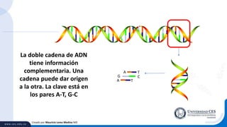 Creado por Mauricio Lema Medina MD
A T
CG
A T
La doble cadena de ADN
tiene información
complementaria. Una
cadena puede dar origen
a la otra. La clave está en
los pares A-T, G-C
 