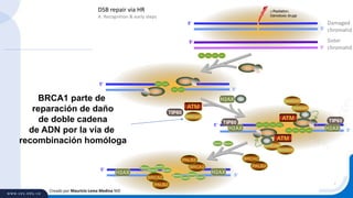 Creado por Mauricio Lema Medina MD
DSB repair via HR
A. Recognition & early steps
5’
5’
5’
5’
Damaged
chromatid
Sister
chromatid
5’
5’
RPA RPA
RPARPA RPARPA
RPA RPA
TIP60
5’
5’
RPARPA RPARPA
RPARPA RPARPA
ATM
-Radiation,
Genotoxic drugs
CtIP
BRCA1
BARD1
MRN
H2AX
MRN
MRN
MRN
MRN
H2AX H2AX
ATM
ATM
BRCA1
BARD1
CtIP
5’
5’
H2AX H2AX
RAD51
RAD51 RAD51
RAD51
RAD51
RAD51 RAD51
RAD51
CtIP
BRCA1
RAD51RAD51
BRCA2
BRCA2
BRCA2
PALB2
PALB2
PALB2
TIP60 TIP60
BRCA1 parte de
reparación de daño
de doble cadena
de ADN por la vía de
recombinación homóloga
 
