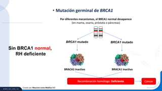 • Mutación germinal de BRCA1
Creado por Mauricio Lema Medina MD
BRCA1 mutado
Por diferentes mecanismos, el BRCA1 normal desaparece
(en mama, ovario, próstata o páncreas)
BRACA1 inactivo
BRCA1 mutado
BRACA1 inactivo
Recombinación homóloga: Deficiente
Sin BRCA1 normal,
RH deficiente
Cáncer
 