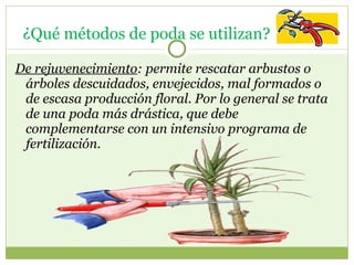 De rejuvenecimiento : permite rescatar arbustos o árboles descuidados, envejecidos, mal formados o de escasa producción floral. Por lo general se trata de una poda más drástica, que debe complementarse con un intensivo programa de fertilización.    ¿Qué métodos de poda se utilizan?  