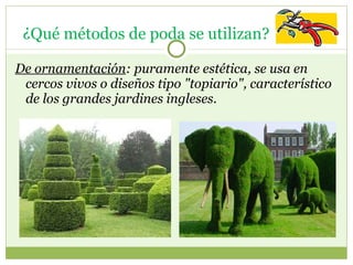De ornamentación : puramente estética, se usa en cercos vivos o diseños tipo "topiario", característico de los grandes jardines ingleses.     ¿Qué métodos de poda se utilizan?  