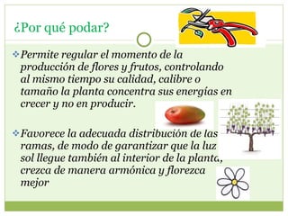 Permite regular el momento de la producción de flores y frutos, controlando al mismo tiempo su calidad, calibre o tamaño la planta concentra sus energías en crecer y no en producir. Favorece la adecuada distribución de las ramas, de modo de garantizar que la luz del sol llegue también al interior de la planta, crezca de manera armónica y florezca mejor ¿Por qué podar?  