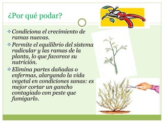 Condiciona el crecimiento de ramas nuevas. Permite el equilibrio del sistema radicular y las ramas de la planta, lo que favorece su nutrición. Elimina partes dañadas o enfermas, alargando la vida vegetal en condiciones sanas: es mejor cortar un gancho contagiado con peste que fumigarlo.  ¿Por qué podar?  