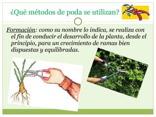    ¿Qué métodos de poda se utilizan?  Formación : como su nombre lo indica, se realiza con el fin de conducir el desarrollo de la planta, desde el principio, para un crecimiento de ramas bien dispuestas y equilibradas.  
