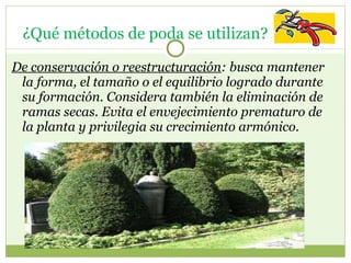 De conservación o reestructuración : busca mantener la forma, el tamaño o el equilibrio logrado durante su formación. Considera también la eliminación de ramas secas. Evita el envejecimiento prematuro de la planta y privilegia su crecimiento armónico.    ¿Qué métodos de poda se utilizan?  