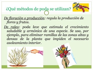 De floración o producción : regula la producción de flores y frutos. De raleo : poda leve que estimula el crecimiento saludable y armónico de una especie. Se usa, por ejemplo, para eliminar ramillas de las zonas altas y densas de la planta que impiden el necesario asoleamiento interior.     ¿Qué métodos de poda se utilizan?  