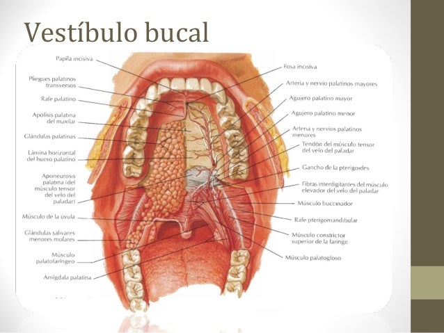 vestibulo oral que es clase digestivo vestibulo oral que es clase digestivo
