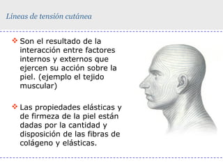 Líneas de tensión cutánea
 Son el resultado de la
interacción entre factores
internos y externos que
ejercen su acción sobre la
piel. (ejemplo el tejido
muscular)
 Las propiedades elásticas y
de firmeza de la piel están
dadas por la cantidad y
disposición de las fibras de
colágeno y elásticas.

 