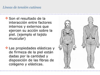 Líneas de tensión cutánea
 Son el resultado de la
interacción entre factores
internos y externos que
ejercen su acción sobre la
piel. (ejemplo el tejido
muscular)
 Las propiedades elásticas y
de firmeza de la piel están
dadas por la cantidad y
disposición de las fibras de
colágeno y elásticas.

 