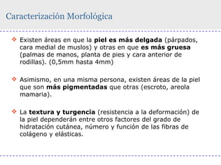 Caracterización Morfológica
 Existen áreas en que la piel es más delgada (párpados,
cara medial de muslos) y otras en que es más gruesa
(palmas de manos, planta de pies y cara anterior de
rodillas). (0,5mm hasta 4mm)
 Asimismo, en una misma persona, existen áreas de la piel
que son más pigmentadas que otras (escroto, areola
mamaria).
 La textura y turgencia (resistencia a la deformación) de
la piel dependerán entre otros factores del grado de
hidratación cutánea, número y función de las fibras de
colágeno y elásticas.

 
