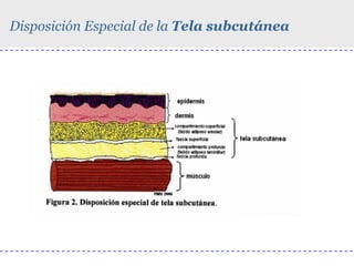 Disposición Especial de la Tela subcutánea

 