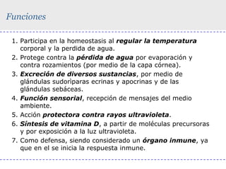 Funciones
1. Participa en la homeostasis al regular la temperatura
corporal y la perdida de agua.
2. Protege contra la pérdida de agua por evaporación y
contra rozamientos (por medio de la capa córnea).
3. Excreción de diversos sustancias, por medio de
glándulas sudorìparas ecrinas y apocrinas y de las
glándulas sebáceas.
4. Función sensorial, recepción de mensajes del medio
ambiente.
5. Acción protectora contra rayos ultravioleta.
6. Síntesis de vitamina D, a partir de moléculas precursoras
y por exposición a la luz ultravioleta.
7. Como defensa, siendo considerado un órgano inmune, ya
que en el se inicia la respuesta inmune.

 