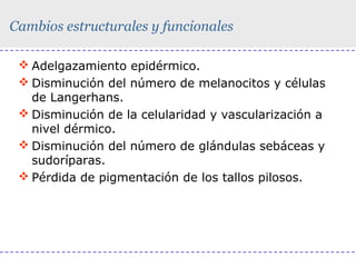 Cambios estructurales y funcionales
 Adelgazamiento epidérmico.
 Disminución del número de melanocitos y células
de Langerhans.
 Disminución de la celularidad y vascularización a
nivel dérmico.
 Disminución del número de glándulas sebáceas y
sudoríparas.
 Pérdida de pigmentación de los tallos pilosos.

 