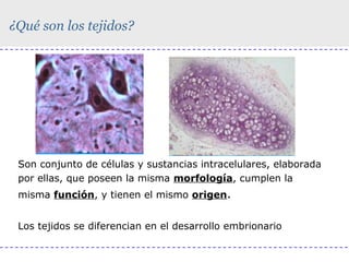 ¿Qué son los tejidos?

Son conjunto de células y sustancias intracelulares, elaborada
por ellas, que poseen la misma morfología, cumplen la
misma función, y tienen el mismo origen.
Los tejidos se diferencian en el desarrollo embrionario

 